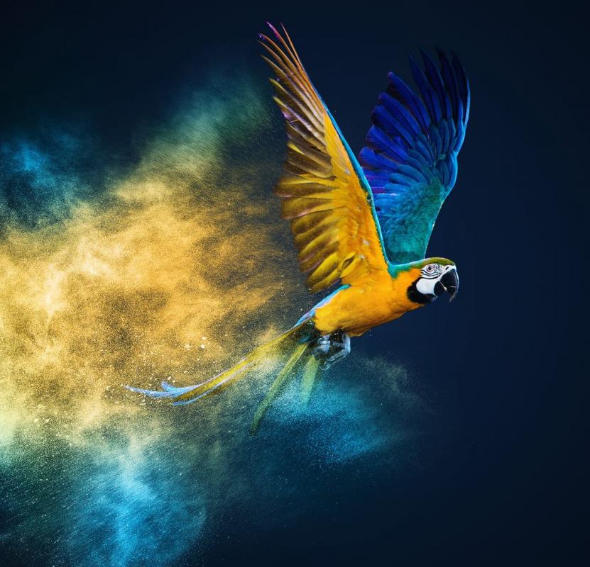 Kolorowy wiat papug w CUPRUM ARENA
